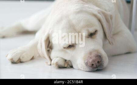 labrador retriever portrait. Dog sleeping on the kitchen floor Stock Photo