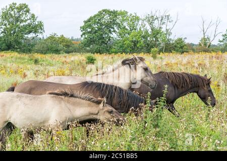 Herd of beautiful wild horses (Konik) Stock Photo