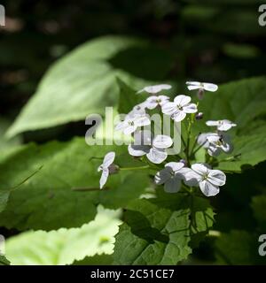 Lunaria rediviva, known as perennial honesty, is a hairy-stemmed perennial herb found throughout Europe. Unique forest beech ecosystem with flowering Stock Photo