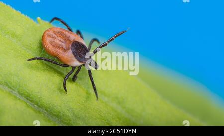 Deer tick lurking in green grass on azure sky background. Ixodes ricinus or scapularis. Danger in nature. Transmission of bacterial or viral infection. Stock Photo