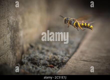 Digger Wasp (Ectemnius Lituratus) hovering outside the entrance to its nest / burrow Stock Photo