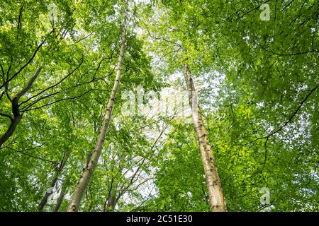 Birch trees in a green forest in summer Stock Photo