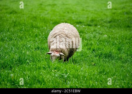 Sheep gazing in green field Stock Photo - Alamy