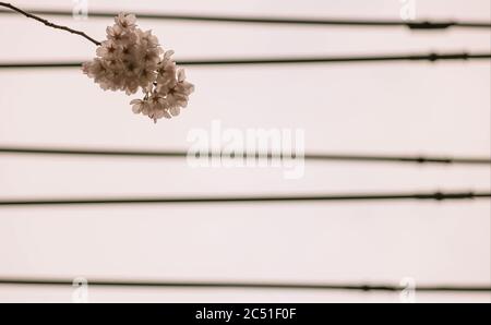 Selective focus on an isolated bunch of cherry blossoms growing at the end of a thin branch below several power lines on an overcast day Stock Photo