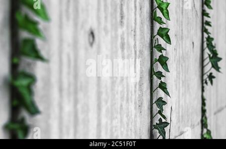 Selective focus on one of several dark leafy vines growing up a smooth concrete wall Stock Photo