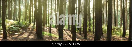 Panoramic nature background. First lights of the day in the pine forest Stock Photo