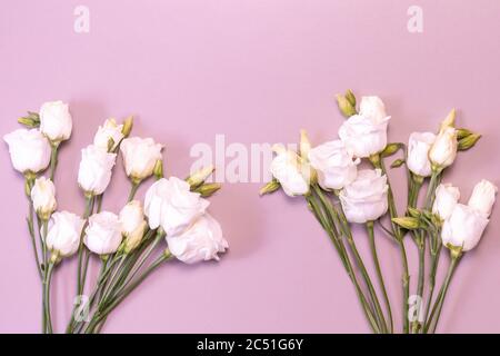 Two bouquets of white roses on pink background. White rose flowers with stems and leaves. Creamy roses bouquets isolated on pink background. Copy spac Stock Photo