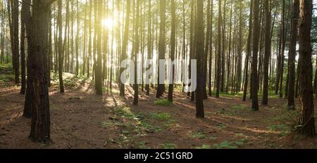 Panoramic nature background. Sunrise in the pine forest Stock Photo