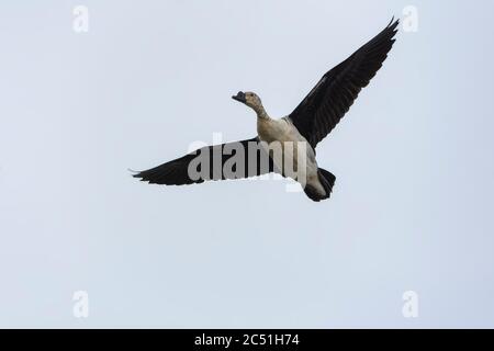 Comb Duck or American comb duck (Sarkidiornis sylvicola) in flight. Stock Photo