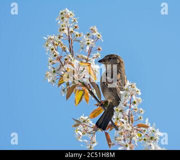 Closeup of a sparrow bird sitting on a white flowering tree Stock Photo