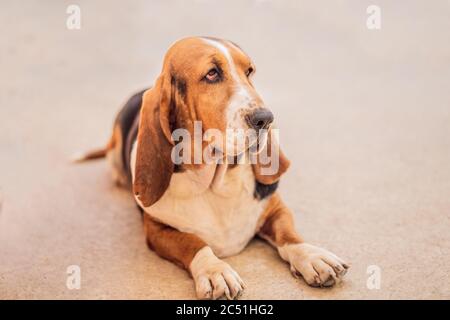 Dog Basset hound sitting and looks at the camera Stock Photo