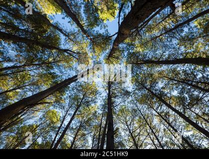 Looking up at the green tops of pine trees. Spring background Stock Photo