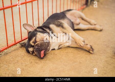 Funny dog with tongue hanging out sleeping on the floor Stock Photo