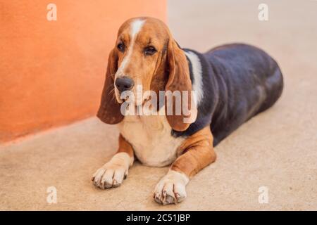 Dog Basset hound sitting and looks at the camera Stock Photo