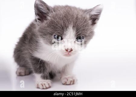 little gray-white kitten on a white background Stock Photo