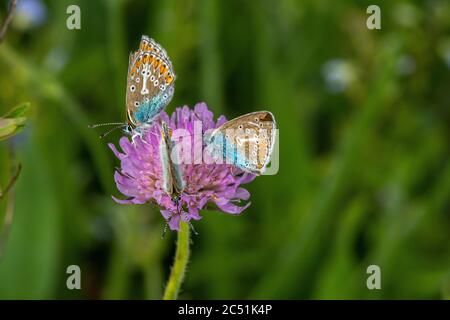 Polyommatus icarus, Common Blue butterfly, feeding on the nectar of a trifolium pratense plant Stock Photo