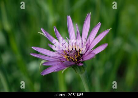 Vegetable oyster flower macro - Tragopogon porrifolius - Purple salsify - Jerusalem star Stock Photo