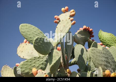 Prickly Pear with fruit also known as paddle cactus in the grounds of a Monastery in Northern Crete Stock Photo