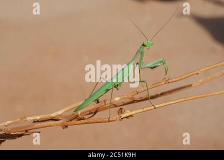 Green praying mantis Sphodromantis viridis Stock Photo