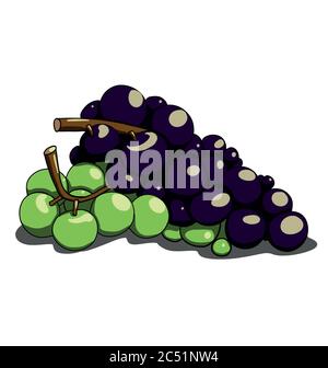 Colorful grapes on white bakcground Stock Vector