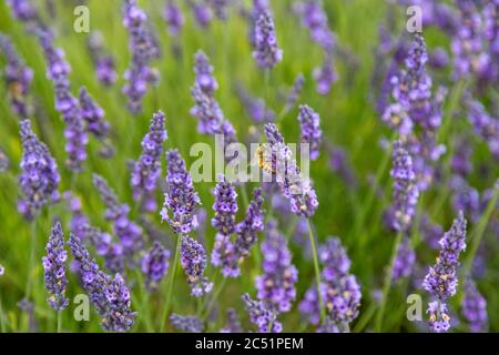 A bee on a lavender flower, with a shallow depth of field Stock Photo