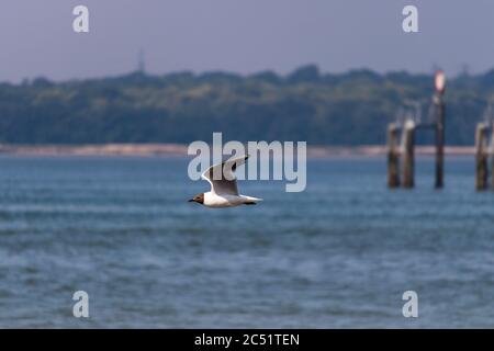 seagull in flight by the sea Stock Photo