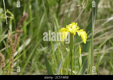 iris pseudacorus a yellow irs growing along the water side Stock Photo