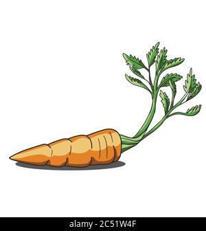 Single orange carrot isolated on white background Stock Vector