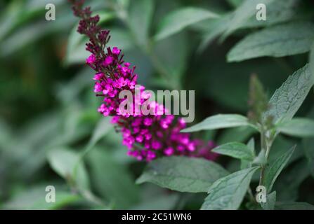 Abstract of a beautiful magenta Butterfly bush, Buddleia davidii, growing in a flower garden. Extreme shallow depth of field with blurred foreground a Stock Photo