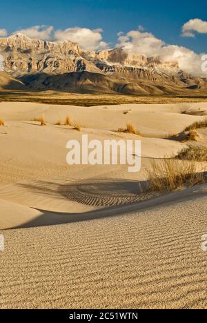 Salt Basin Dunes in front of western escarpment of snowcapped Guadalupe Mountains at sunset, Chihuahuan Desert, Guadalupe Mountains National Park, Tex Stock Photo