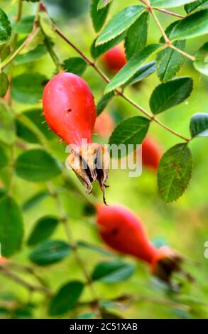 Bright red Dog rose hip Stock Photo