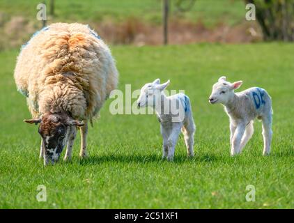 Ewe and newly born twin lambs Stock Photo