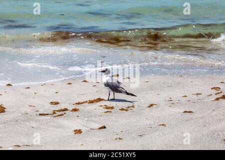 A gull on the shoreline of a sandy beach, in Florida Stock Photo