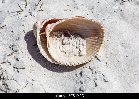 An sea shell on a sandy beach Stock Photo