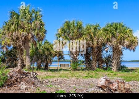 Palm trees and a bench under a clear blue sky, at Honeymoon Island, Tampa, Stock Photo