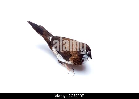 Japanese finch bird with brown and white feathers top view birding isolated on a white background, mock up veterinary ornithology theme with copy spac Stock Photo