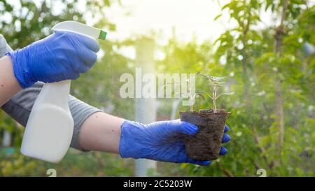 hands in gloves holding a bottle with a spray bottle and holding plant seedlings with green leaves in an eco-decaying pot, closeup care growth tomato