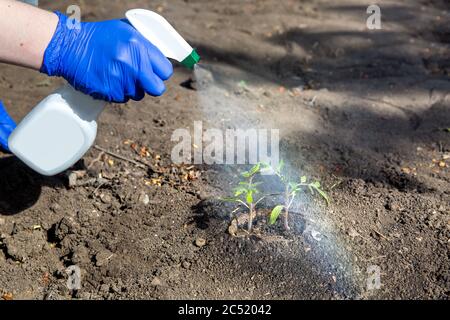 process of watering freshly planted seedlings in the soil in the garden, a gloved hand sprays water from a plastic bottle with a dispenser on the plan Stock Photo