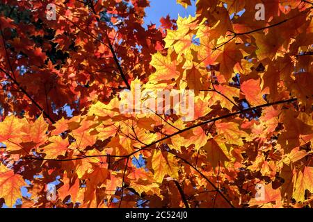 Sugar Maple tree Acer saccharum backlit leaves Stock Photo