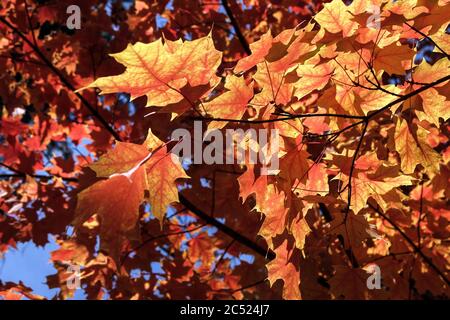 Sugar Maple Acer saccharum backlite leaves Stock Photo