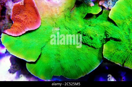Green Montipora capricornis plate sps coral Stock Photo