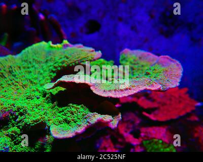 Green Montipora capricornis plate sps coral Stock Photo