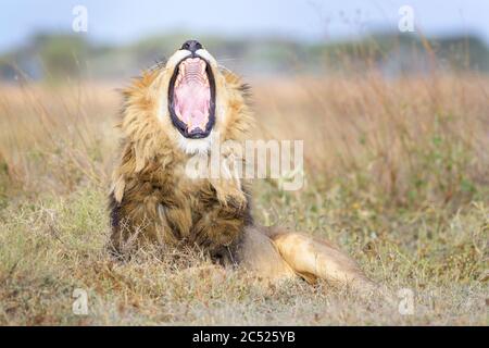 African Lion (Panthera leo) male lying down on savanna, yawning, Ngorongoro Conservation Area, Tanzania. Stock Photo