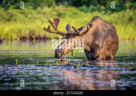 A large bull moose drinking and eating lily pads in the shallow water at the lake shore in early morning. Algonquin Provincial Park, Ontario, Canada. Stock Photo