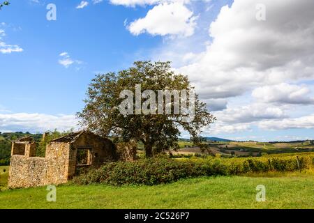 Olivenbaum und Rustico auf einem Weingut im Chiantigebiet Stock Photo