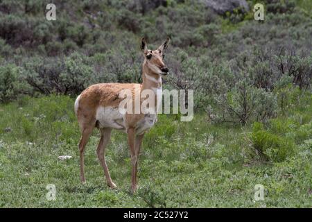 An American Pronghorn antelope in Yellowstone National Park, USA Stock Photo