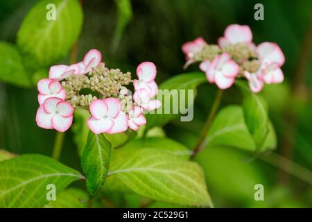 Hydrangea Serrata 'Kiyosumi' Stock Photo