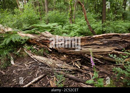 fallen tree in the Wahner Heath, Troisdorf, North Rhine-Westphalia, Germany.  umgestuerzter Baum in der Wahner Heide, Troisdorf, Nordrhein-Westfalen, Stock Photo