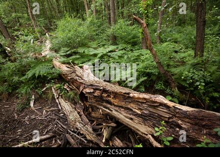 fallen tree in the Wahner Heath, Troisdorf, North Rhine-Westphalia, Germany.  umgestuerzter Baum in der Wahner Heide, Troisdorf, Nordrhein-Westfalen, Stock Photo