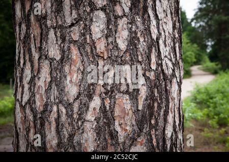 bark of a pine tree in the Wahner Heath, Troisdorf, North Rhine-Westphalia, Germany.  Rinde einer Kiefer in der Wahner Heide, Troisdorf, Nordrhein-Wes Stock Photo